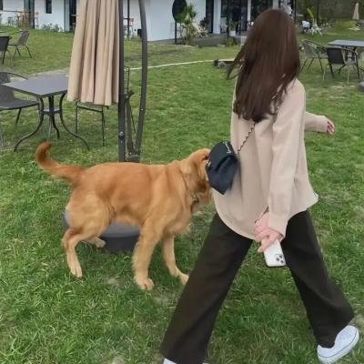 萌犬奇缘 高清封面